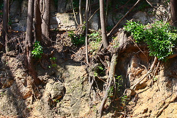 Image showing Tree Roots Exposed Due to Soil Erosion