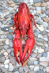 Image showing Crayfish on stones