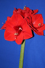 Image showing Amaryllis Hippeastrum