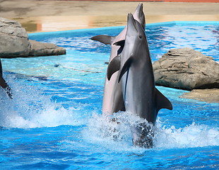 Image showing happy dolphins jumping out of the water