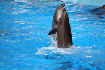 Image showing happy dolphins jumping out of the water