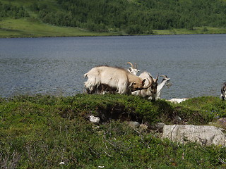 Image showing Goats