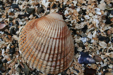 Image showing Closeup of Clam Shell on Beach