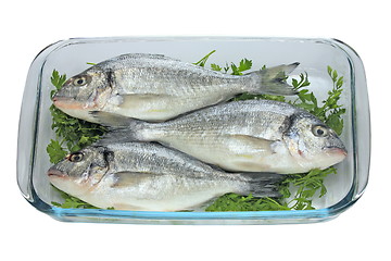 Image showing Fish on a plate