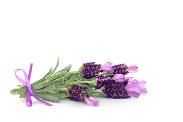 Image showing Lavender Herb Flowers