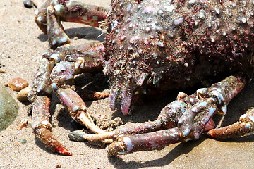 Image showing Crab Beach