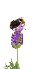 Image showing Bumblebee  and Lavender Flower
