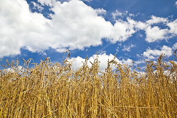 Image showing corn field