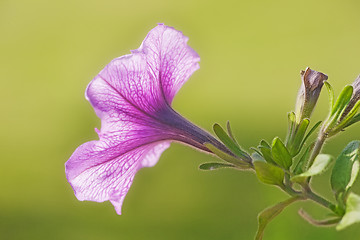 Image showing Petunia