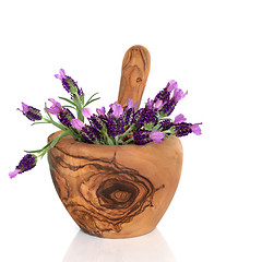 Image showing Lavender Herb Flowers