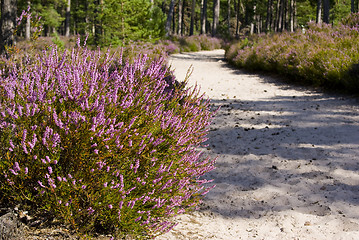 Image showing Heather path