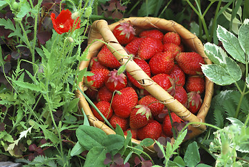 Image showing basket of the strawberries