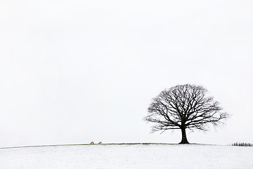 Image showing  Oak Tree in Winter 