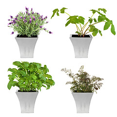 Image showing   Herbs in Pots