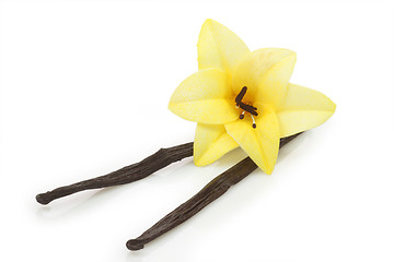 Image showing Dried vanilla beans