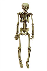 Image showing Skeleton