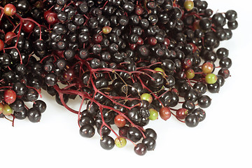 Image showing Elderberries