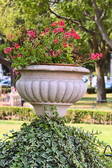 Image showing beautiful red flowers in  pot