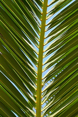 Image showing palm leaf