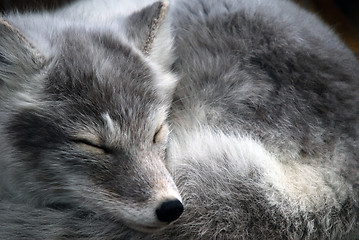 Image showing Arctic Fox