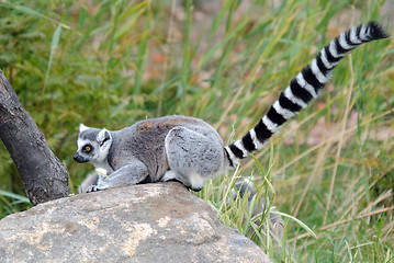 Image showing Ring-tailed Lemur