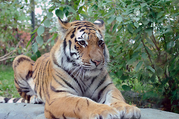 Image showing Siberian Tiger
