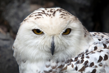 Image showing Snowy Owl