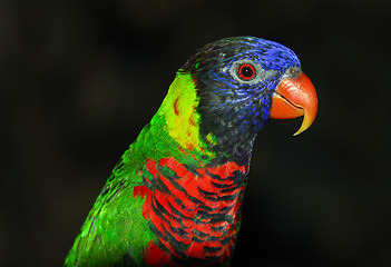 Image showing Rainbow Lorikeet