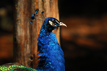 Image showing Indian Peafowl