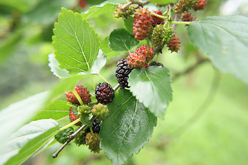 Image showing mulberries