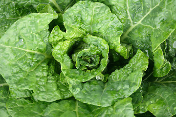 Image showing green leafy background