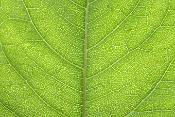 Image showing leaf texture