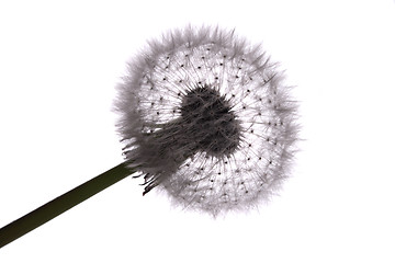 Image showing old dandelion