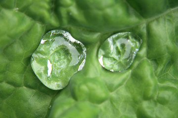 Image showing water drops in green 