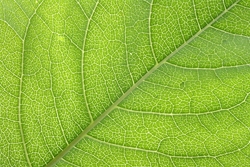 Image showing leaf texture