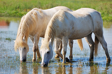 Image showing White horses