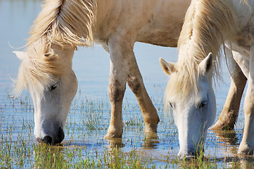 Image showing Drinking horses