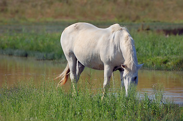 Image showing White horse