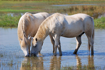 Image showing White horses