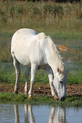 Image showing White horse