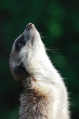 Image showing Suricate portrait