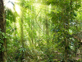 Image showing sunshine in rain forest