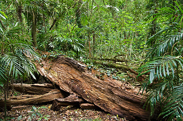 Image showing log in the rain forest