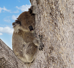 Image showing koala in tree