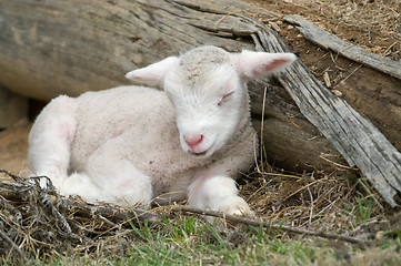 Image showing young lamb on the farm