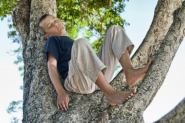 Image showing boy in a tree