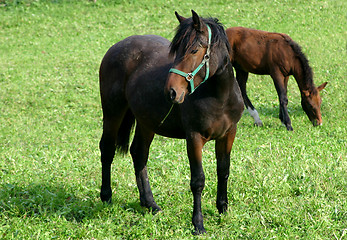 Image showing horsewomen