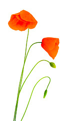 Image showing Fragile poppies
