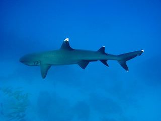 Image showing Whitetip reef shark