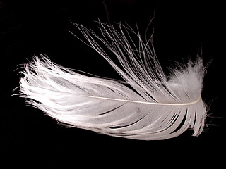 Image showing feather